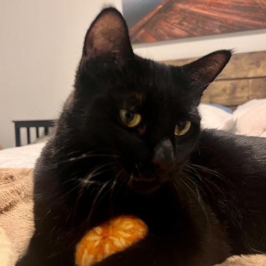 Poppy, a Adoptable Domestic Short Hair in Talent, OR image 5/6