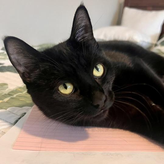 Poppy, a Adoptable Domestic Short Hair in Talent, OR image 6/6
