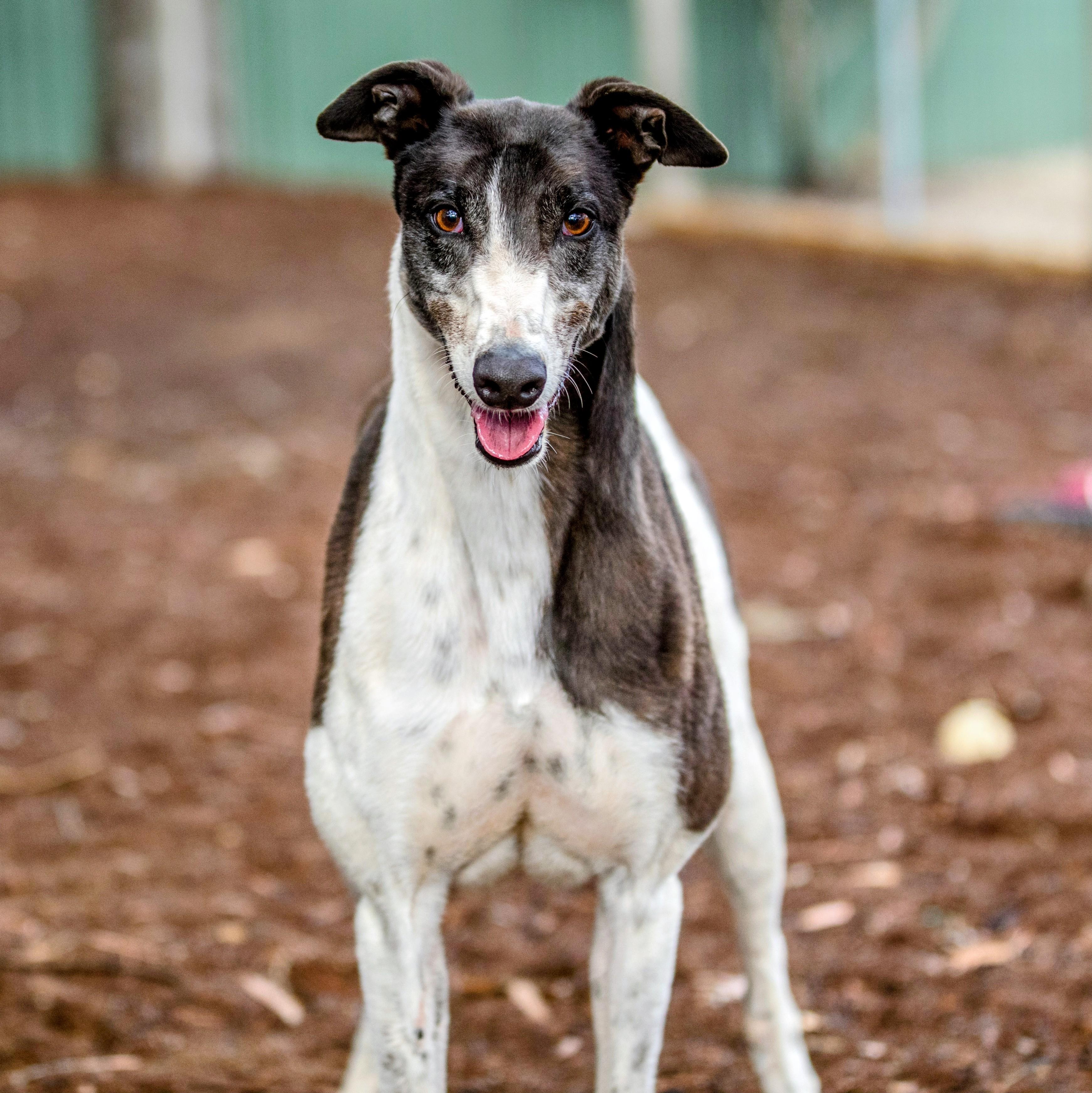 Enlarge Bob, a ADOPTABLE Greyhound in Seattle, WA image 1/1