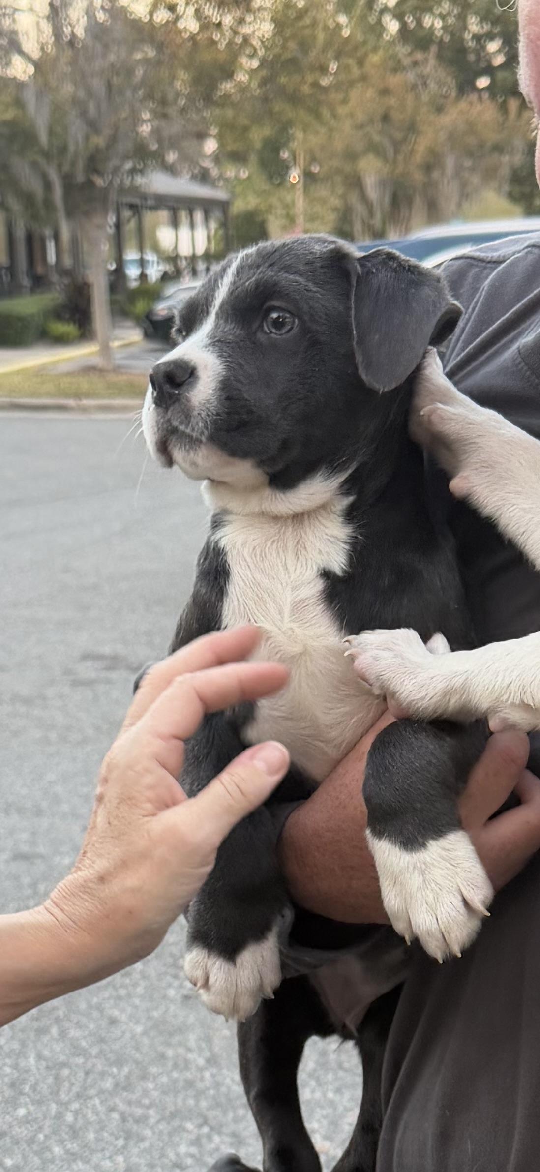 Enlarge Daisy, a Adopted mixed breed in Bradenton, FL image 3/6