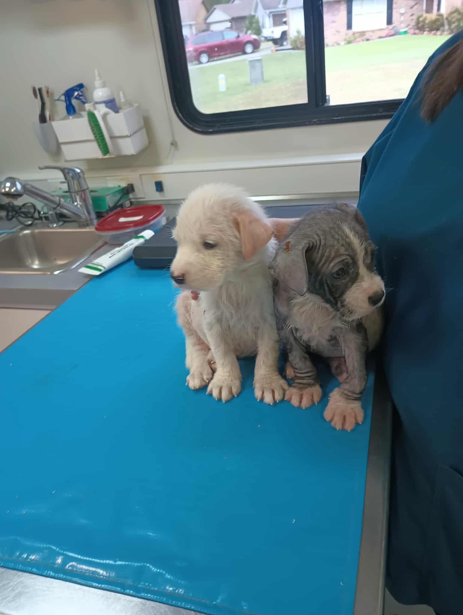 Enlarge Daisy, a Adopted mixed breed in Bradenton, FL image 4/6