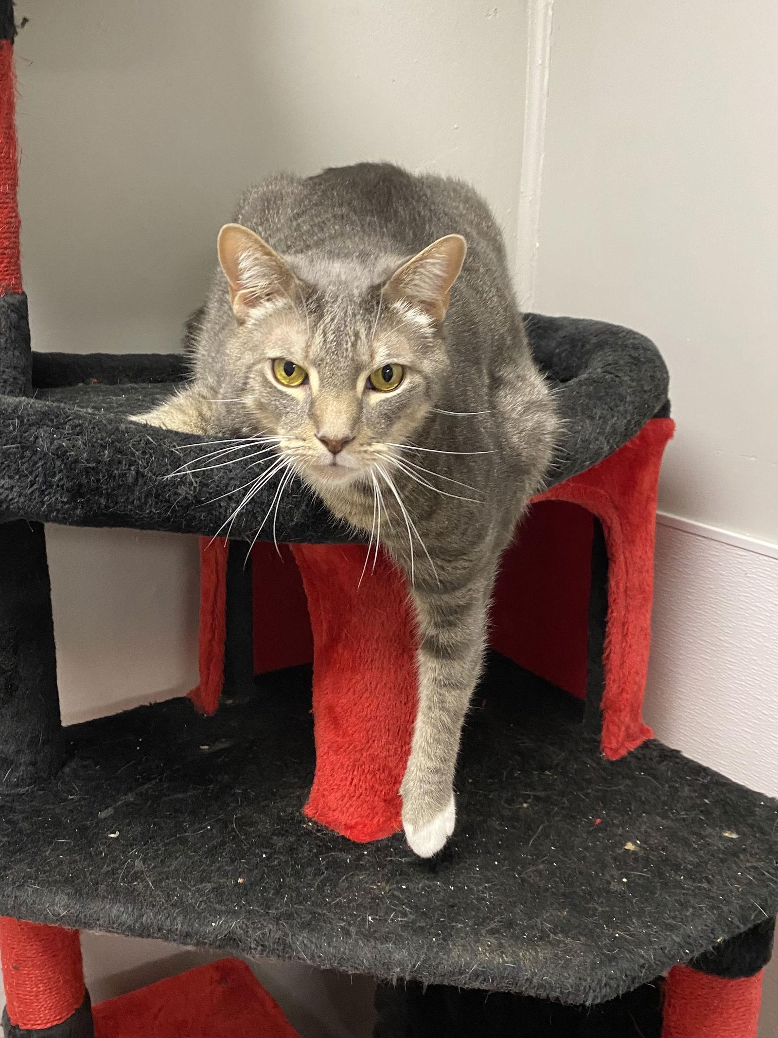 Bubba Sparxx — thumbnail 3