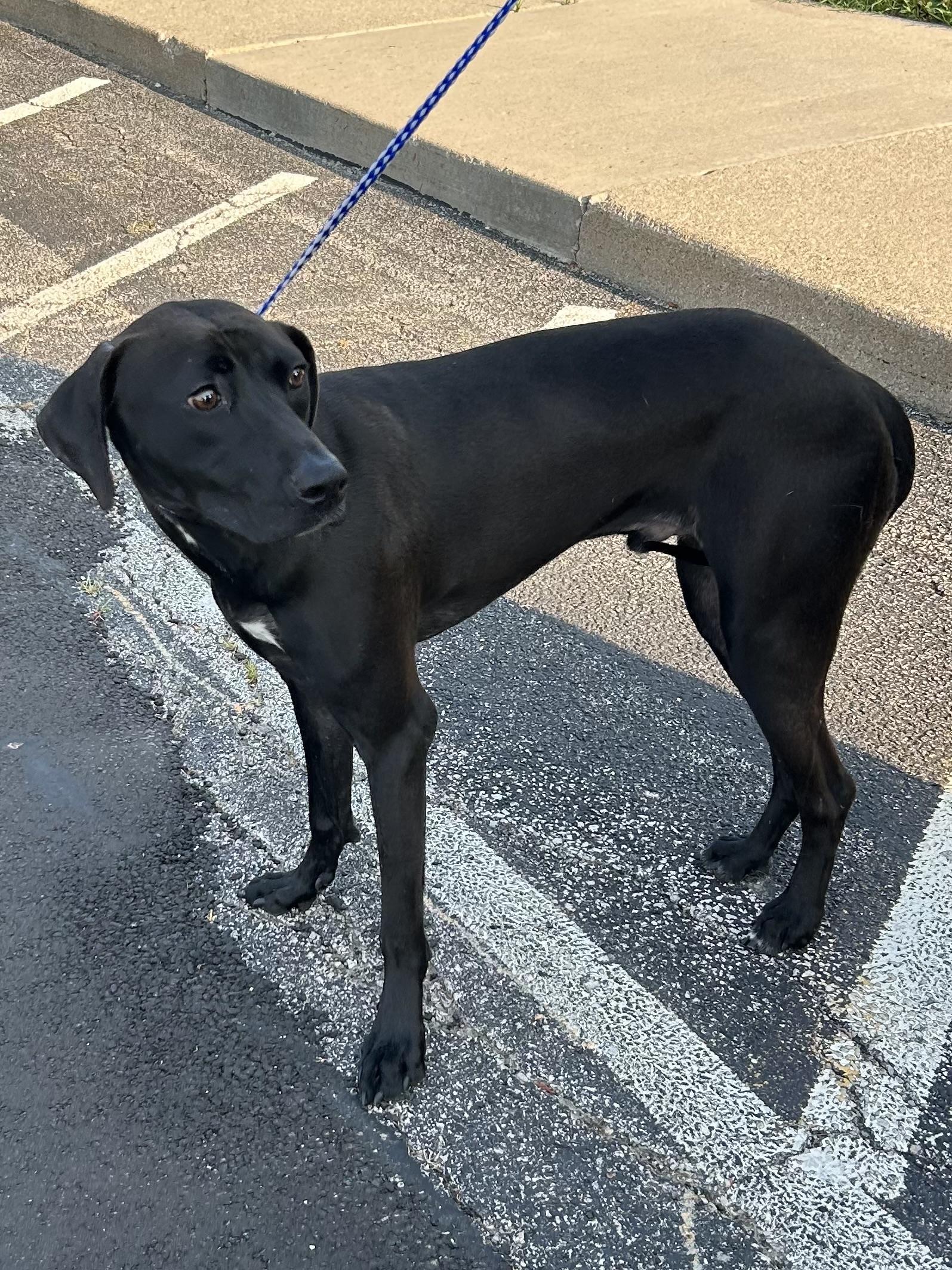 MADDOX, ADOPTABLE, Young Male Labrador Retriever & Pointer.