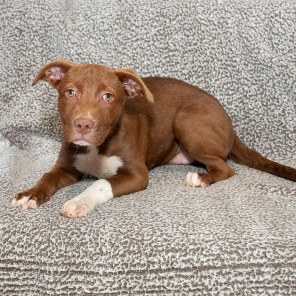 Capri, Adoptable, Puppy Female Pit Bull Terrier.