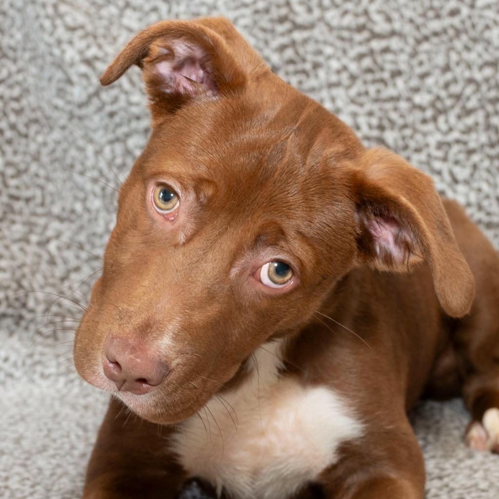 Enlarge Capri, a Adoptable Pit Bull Terrier in Troy, OH image 2/3