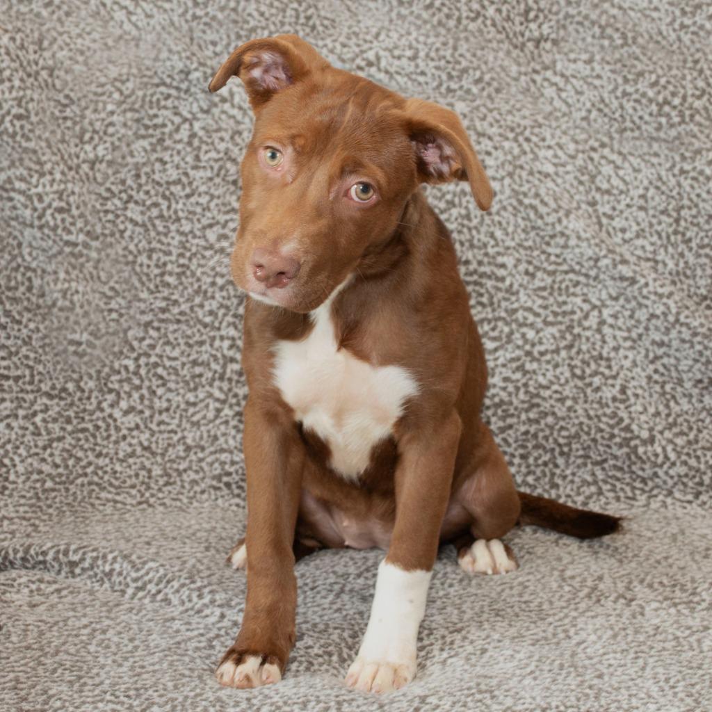 Enlarge Capri, a Adoptable Pit Bull Terrier in Troy, OH image 3/3