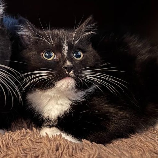 Enlarge Ted (Bonded Pair with Scarlett), an adopted Tuxedo in Newburgh, NY image 3/6