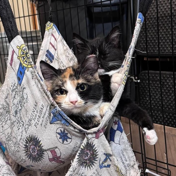 Enlarge Ted (Bonded Pair with Scarlett), an adopted Tuxedo in Newburgh, NY image 5/6