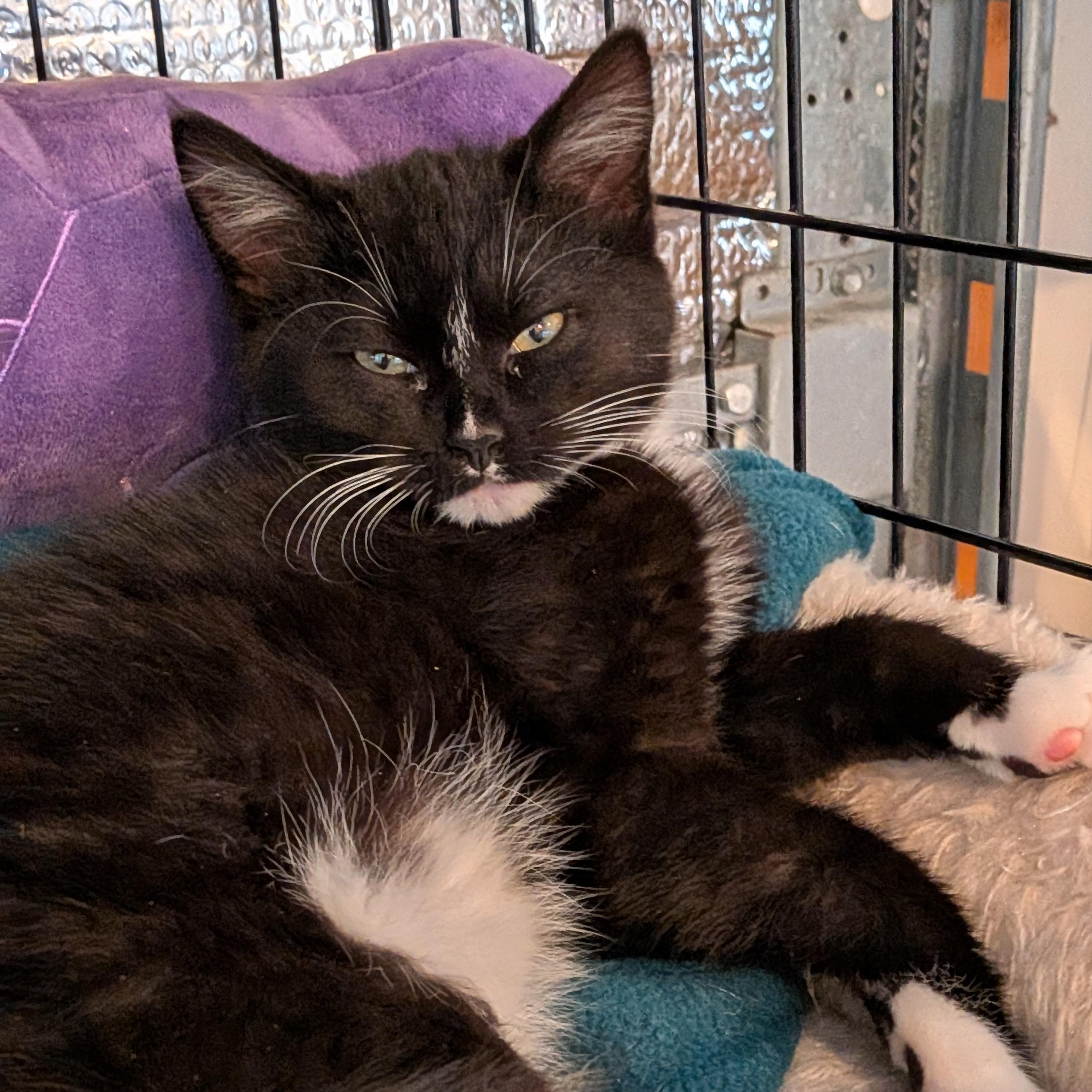 Enlarge Ted (Bonded Pair with Scarlett), an adopted Tuxedo in Newburgh, NY image 1/6