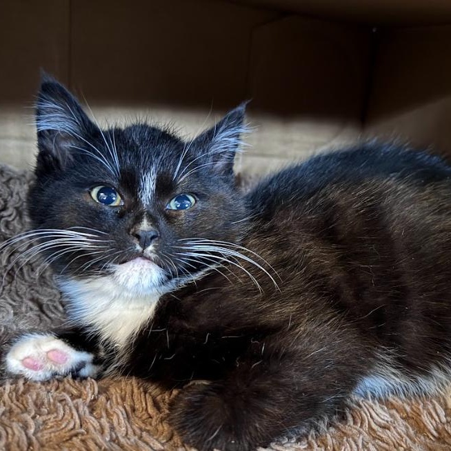 Enlarge Ted (Bonded Pair with Scarlett), an adopted Tuxedo in Newburgh, NY image 6/6