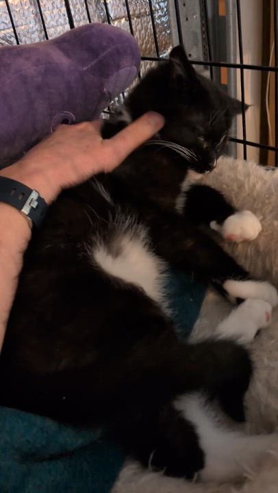 Enlarge Ted (Bonded Pair with Scarlett), an adopted Tuxedo in Newburgh, NY video 2/6