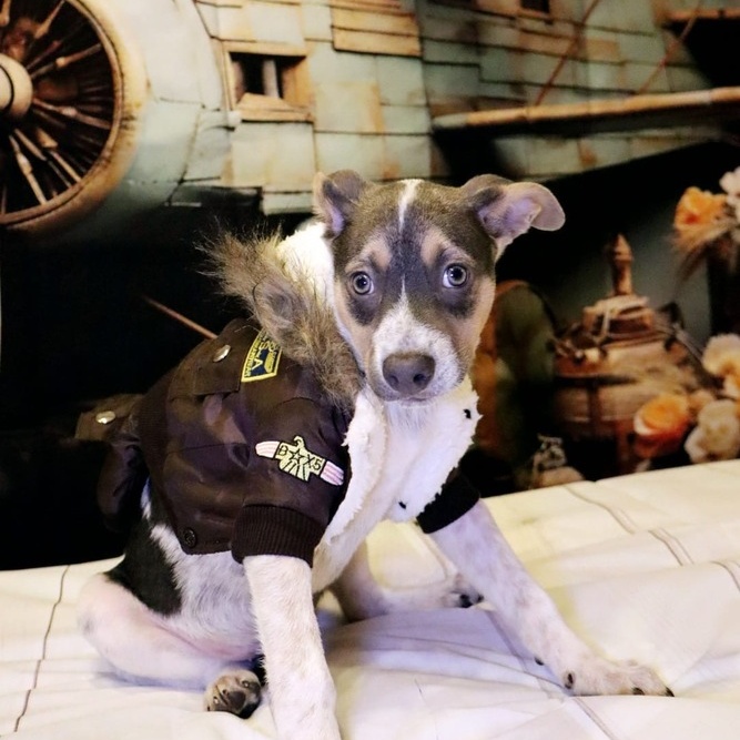 Dog for adoption Scout, an Australian Cattle Dog / Blue Heeler