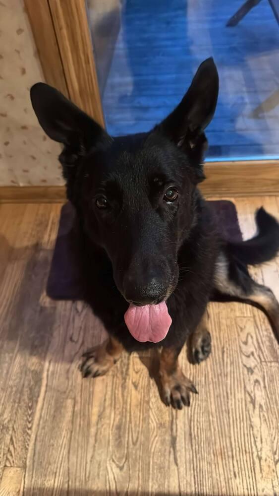 Mayo, Adoptable, Senior Male German Shepherd Dog.