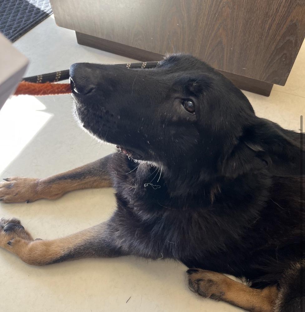 Enlarge Mayo, a Adoptable German Shepherd Dog in Suamico, WI image 2/6