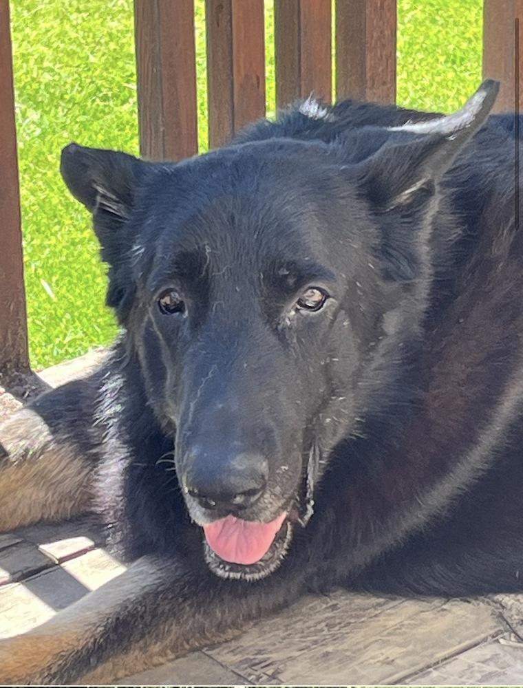 Enlarge Mayo, a Adoptable German Shepherd Dog in Suamico, WI image 3/6