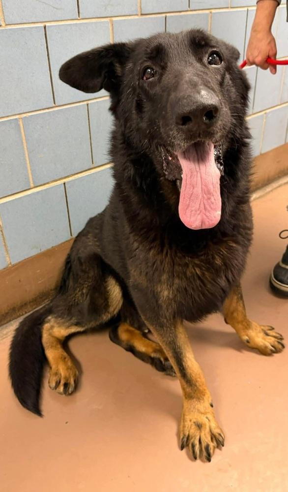 Enlarge Mayo, a Adoptable German Shepherd Dog in Suamico, WI image 4/6