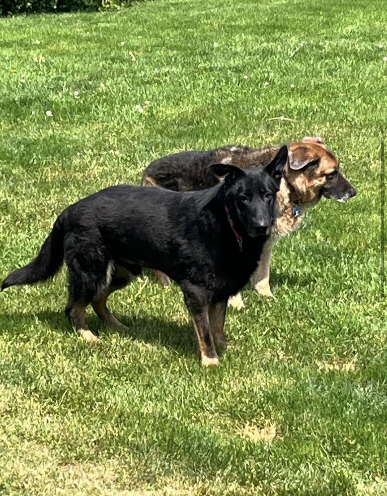 Enlarge Mayo, a Adoptable German Shepherd Dog in Suamico, WI image 5/6
