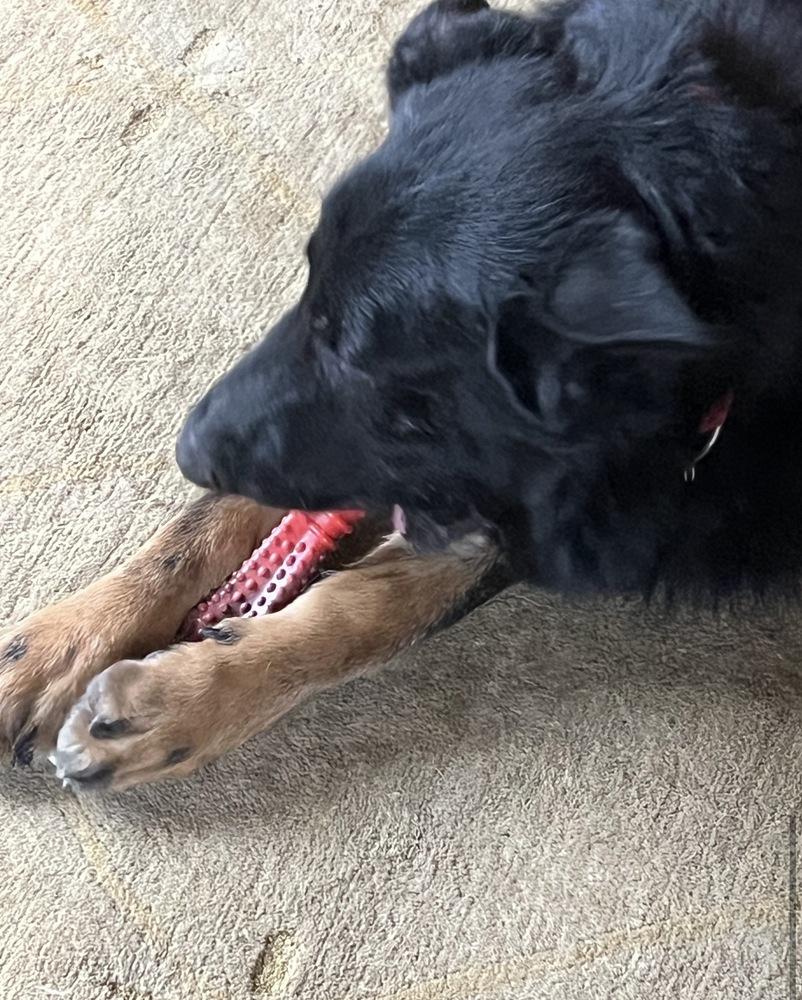 Enlarge Mayo, a Adoptable German Shepherd Dog in Suamico, WI image 6/6