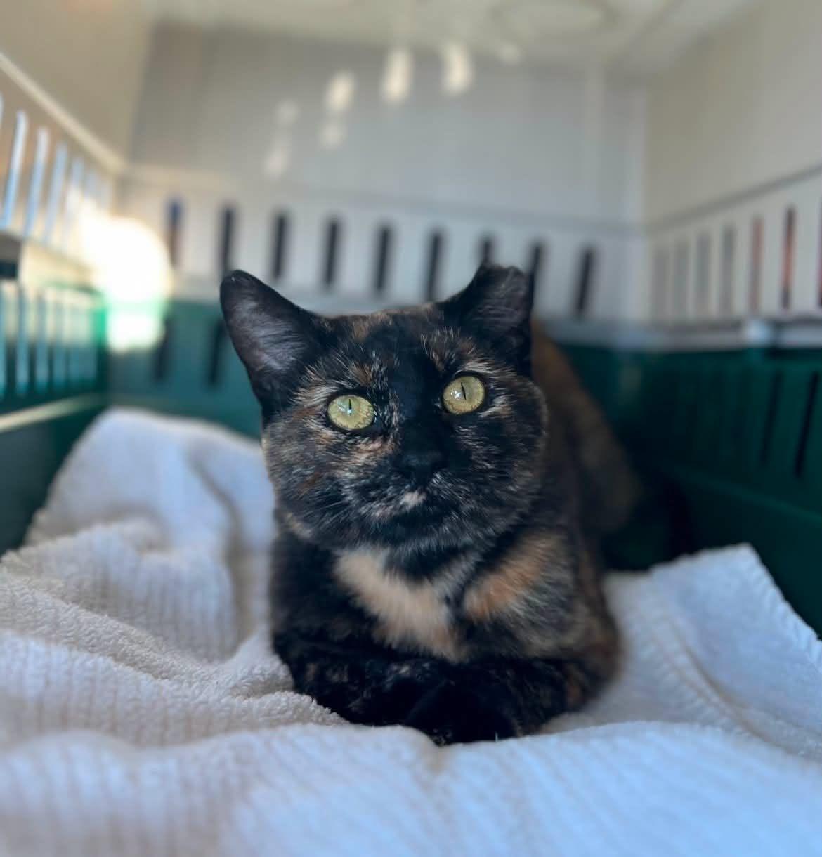 Celine, adopted, Young Female Tortoiseshell.