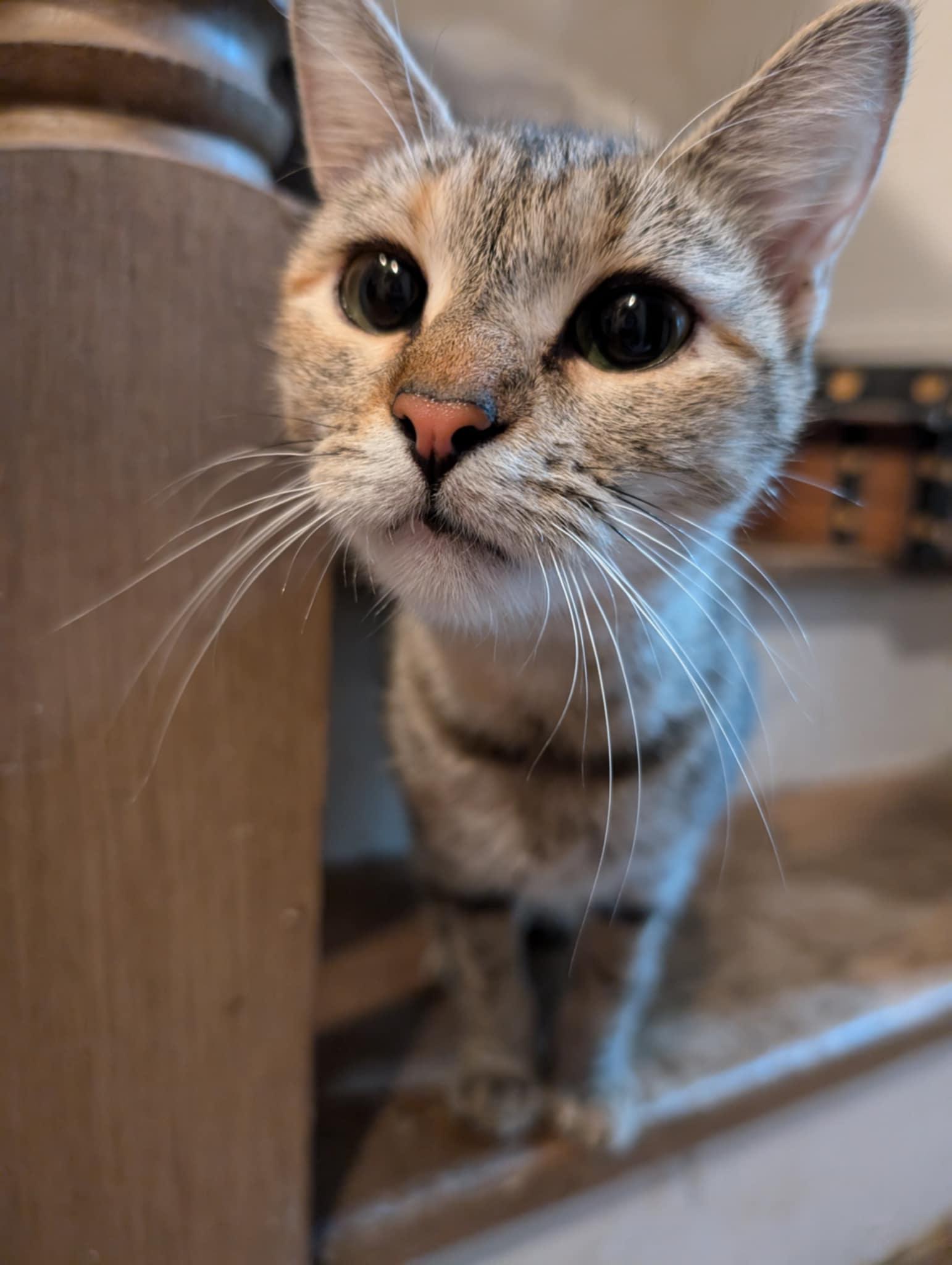 Enlarge Xanadu, a Adoptable Domestic Short Hair in Morganton, NC image 1/1