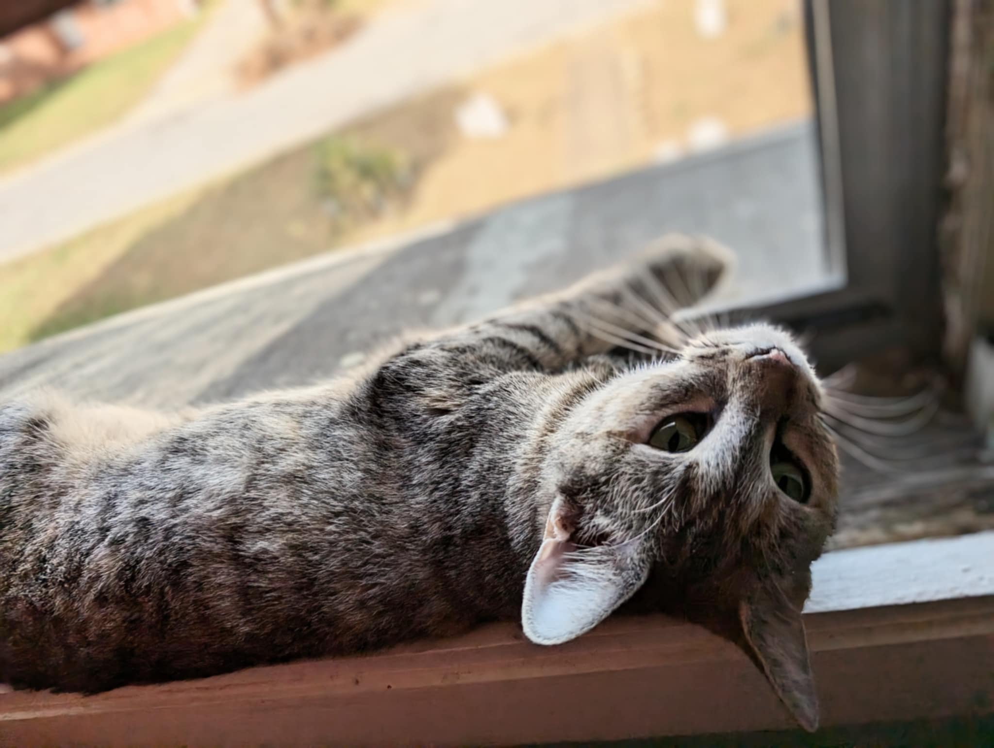 Xanadu, a Adoptable Domestic Short Hair in Morganton, NC image 2/3