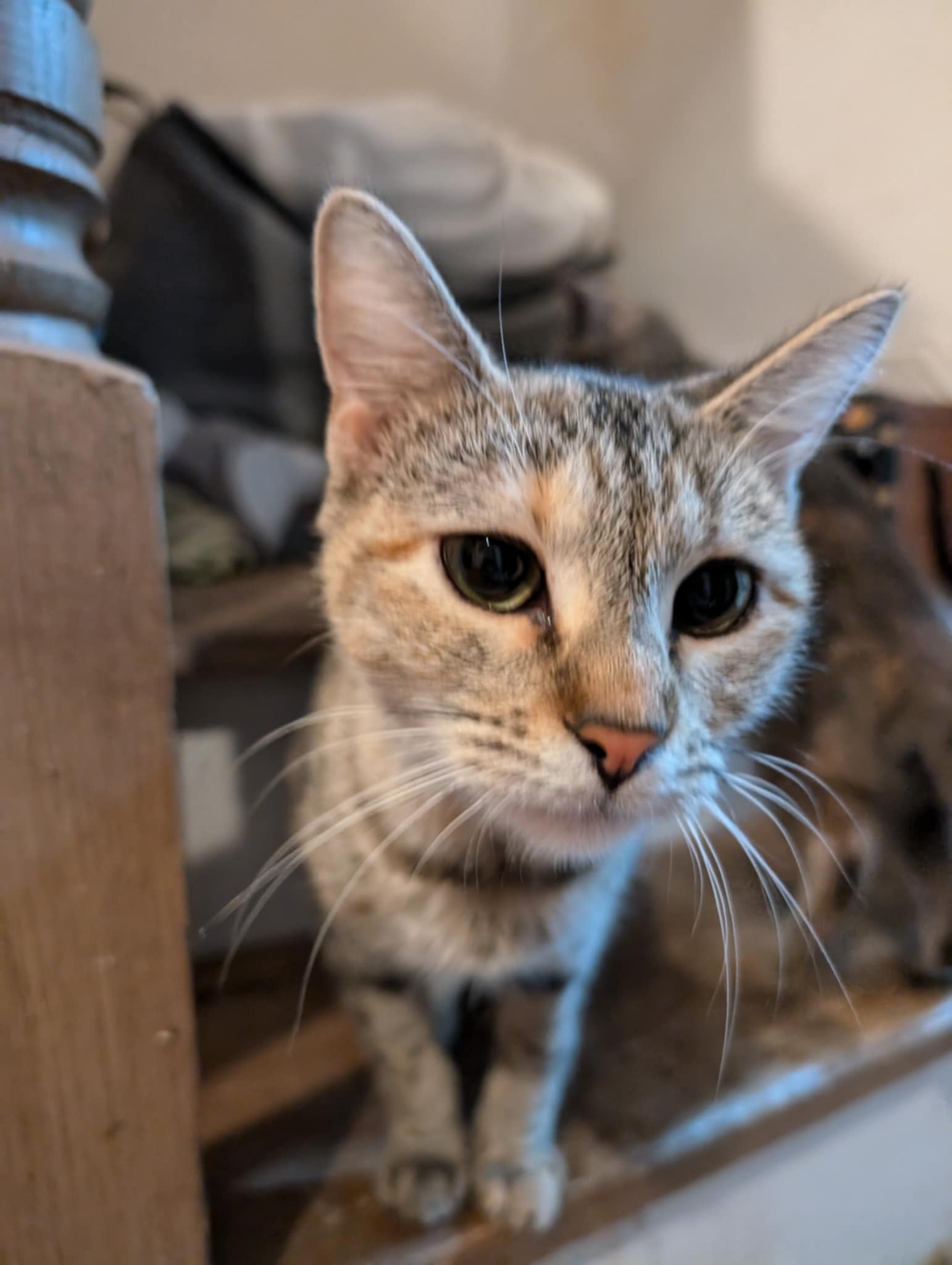 Xanadu, a Adoptable Domestic Short Hair in Morganton, NC image 3/3