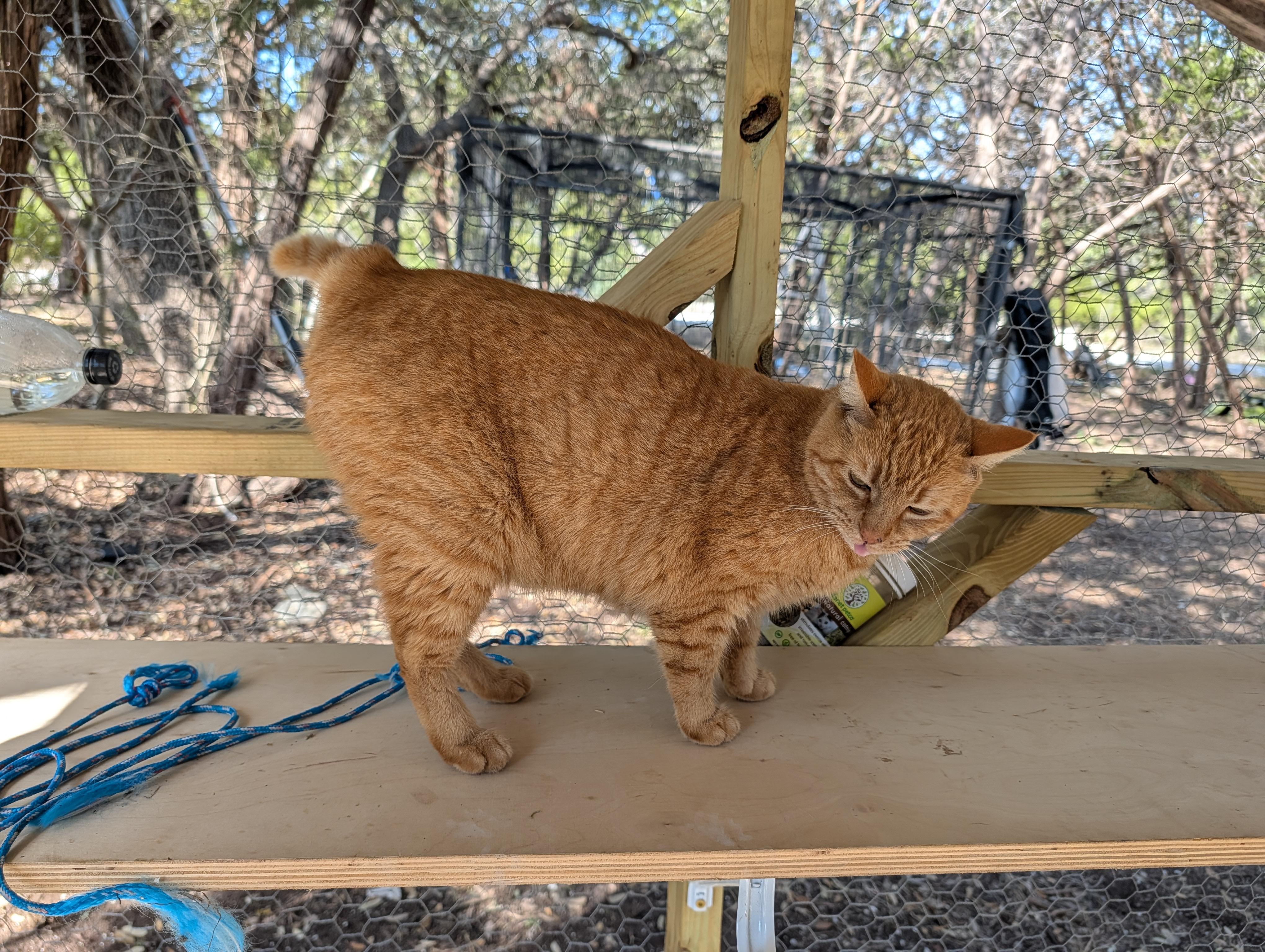 Lana, ADOPTABLE, Adult Female Domestic Short Hair.