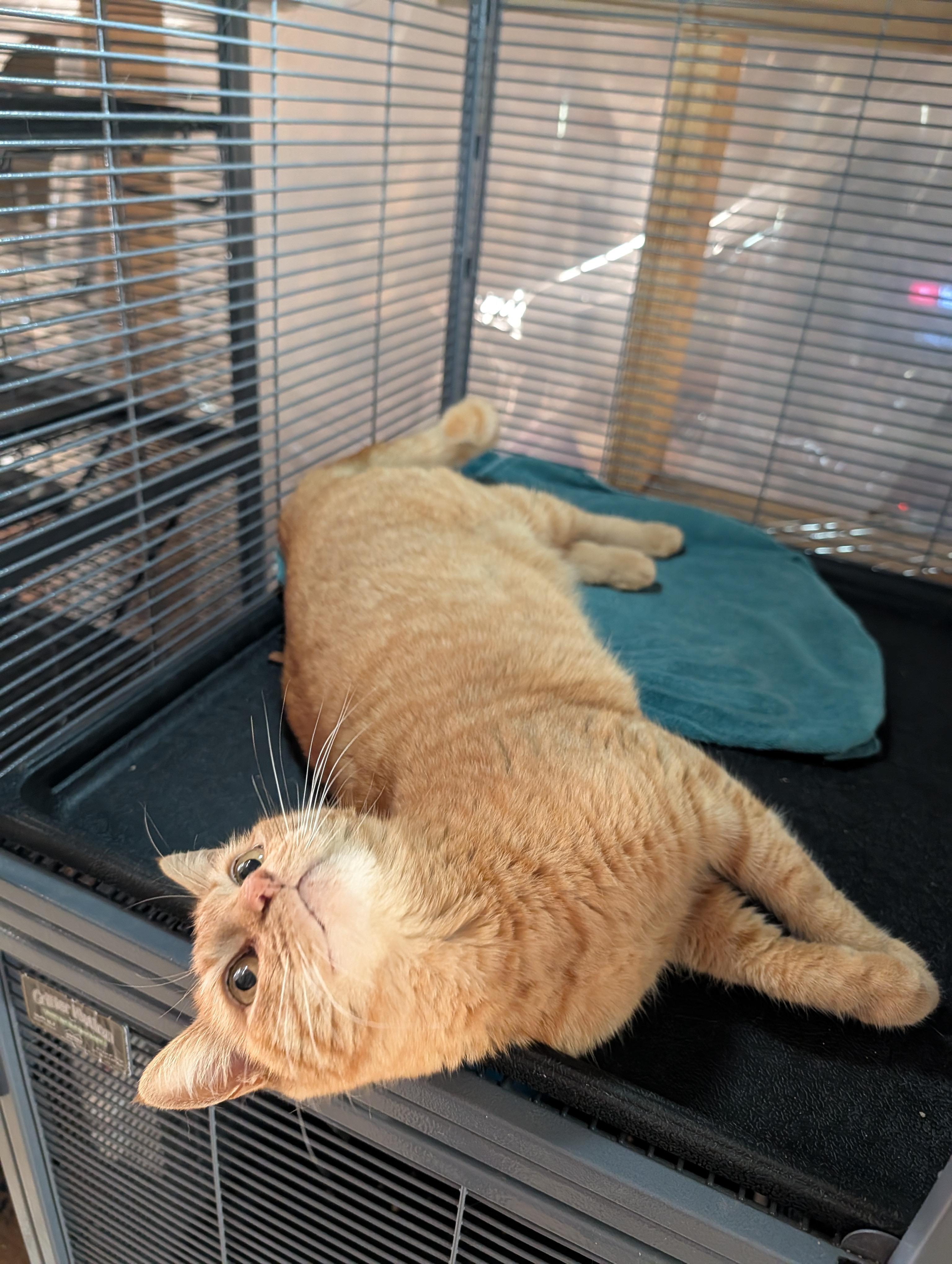 Lana, a ADOPTABLE Domestic Short Hair in Fischer, TX image 3/4