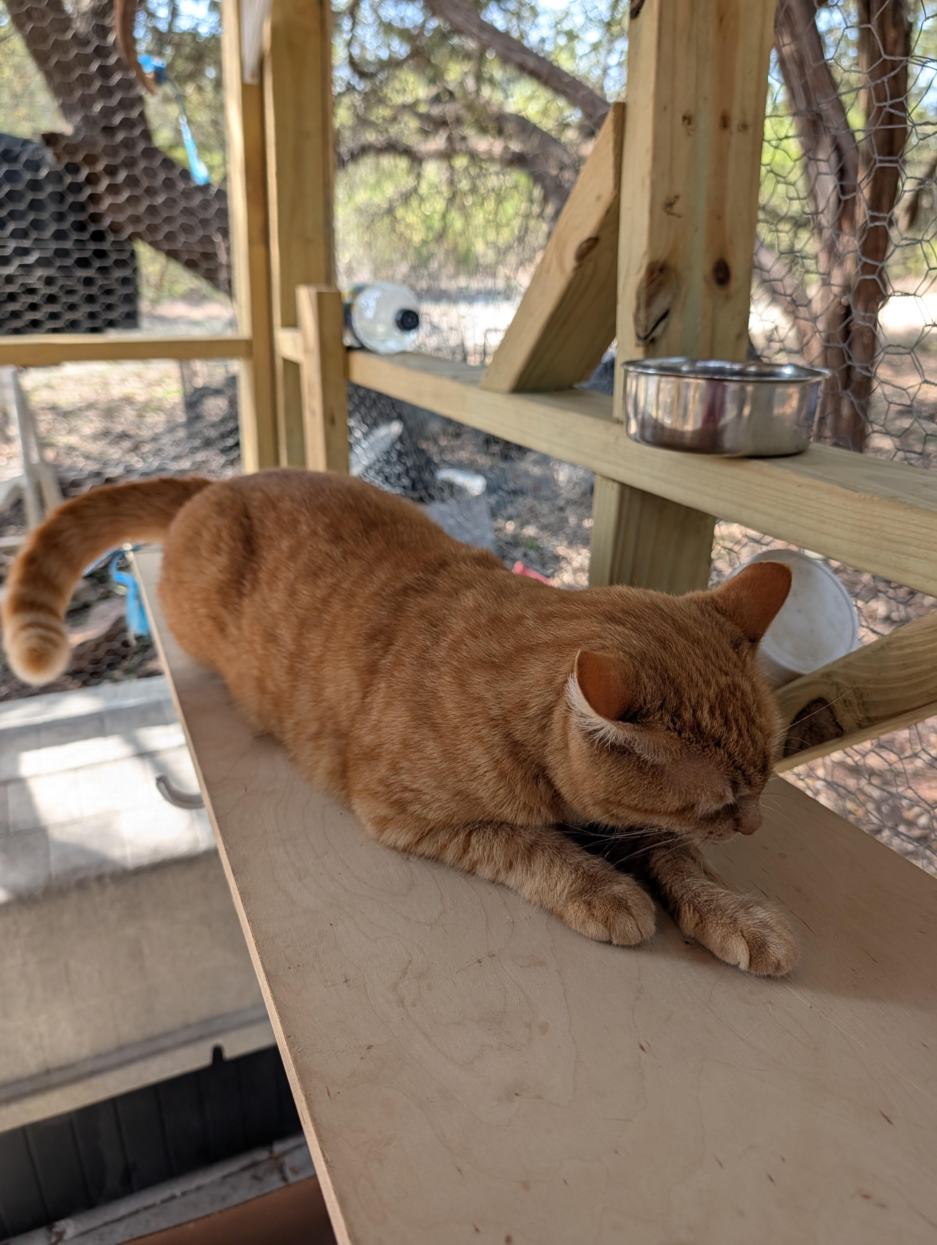 Lana, a ADOPTABLE Domestic Short Hair in Fischer, TX image 4/4