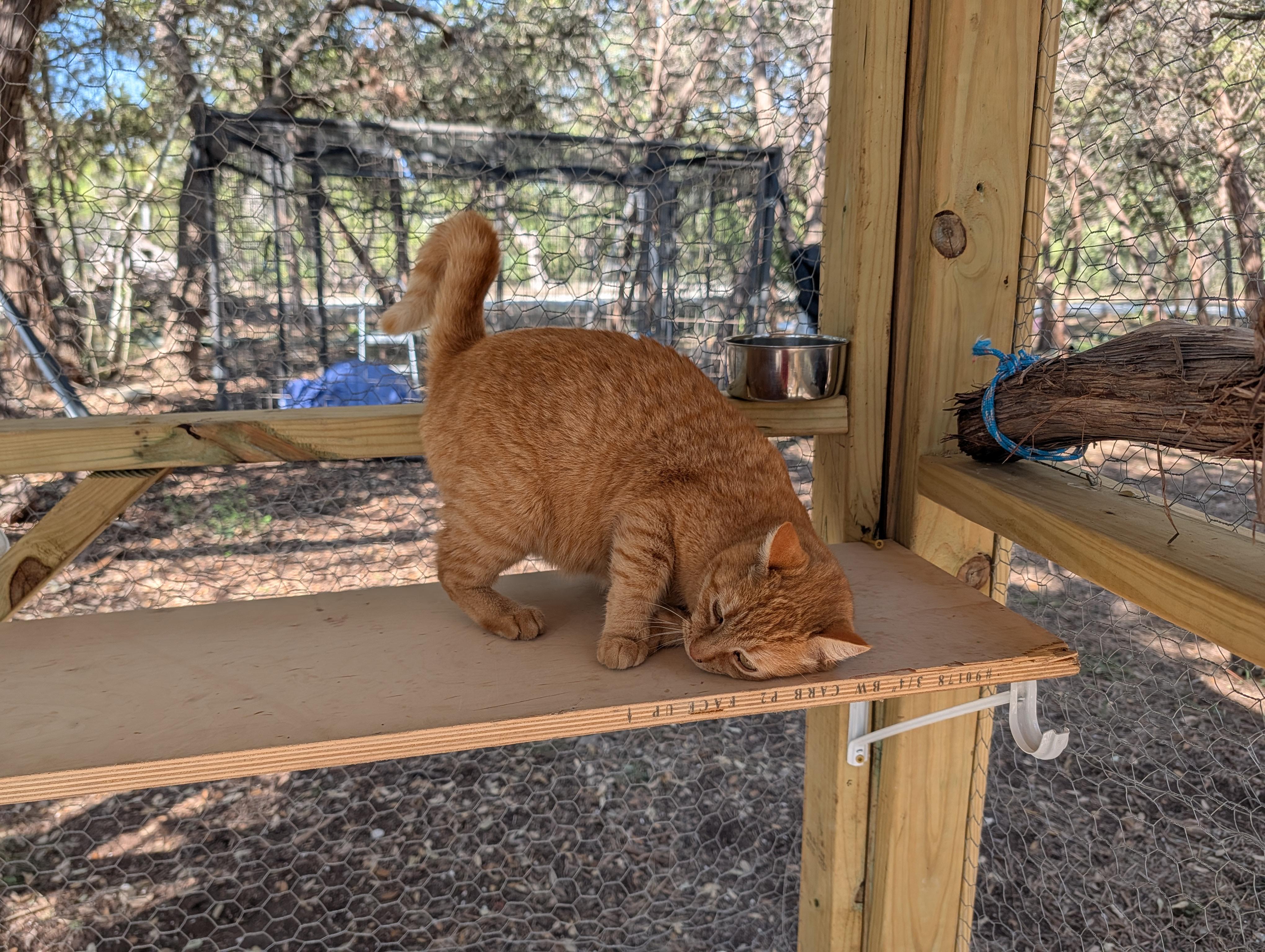 Lana, a ADOPTABLE Domestic Short Hair in Fischer, TX image 2/4