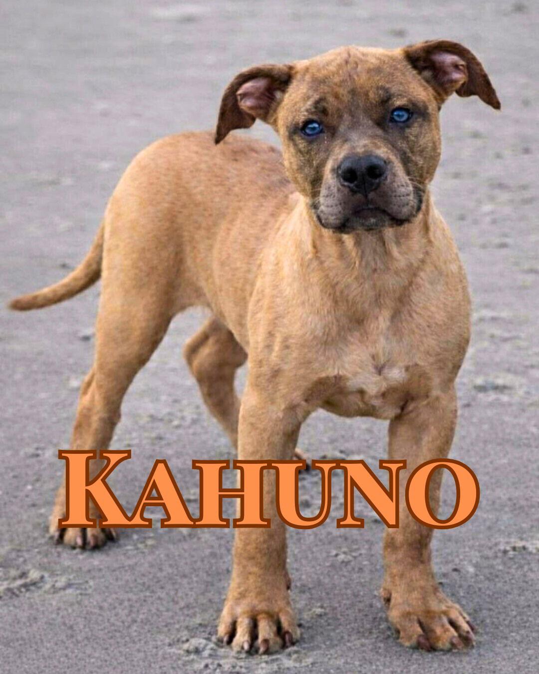 Kahuno, a Adopted mixed breed in Pompano Beach, FL image 1/3