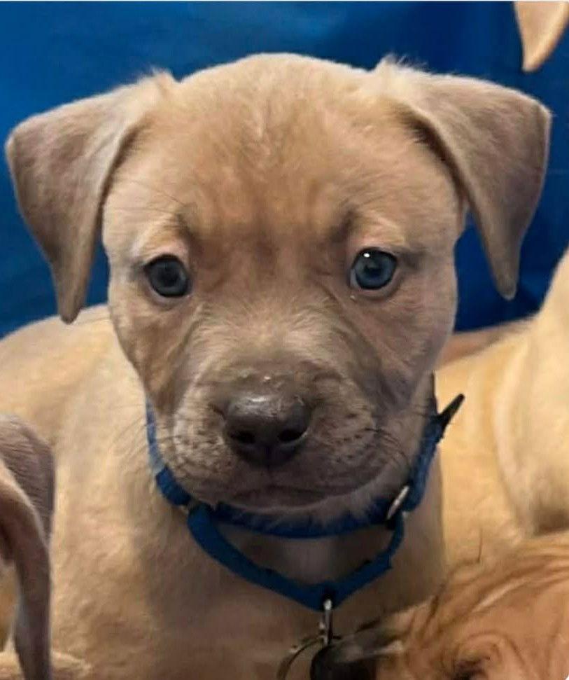 Kahuno, a Adopted mixed breed in Pompano Beach, FL image 2/3