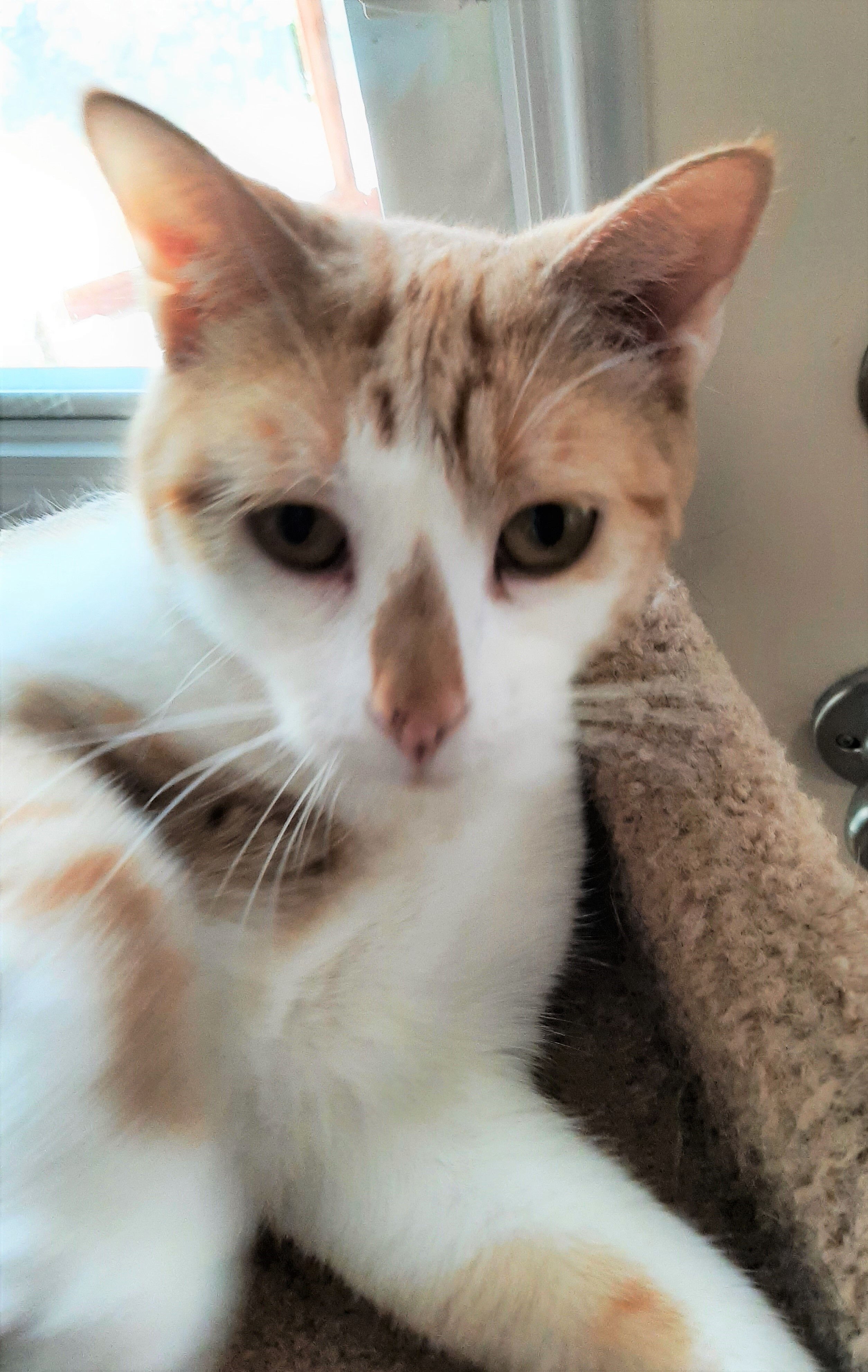 Mango and Apricot, (not bonded), a Adoptable mixed breed in Prescott, AZ image 1/4