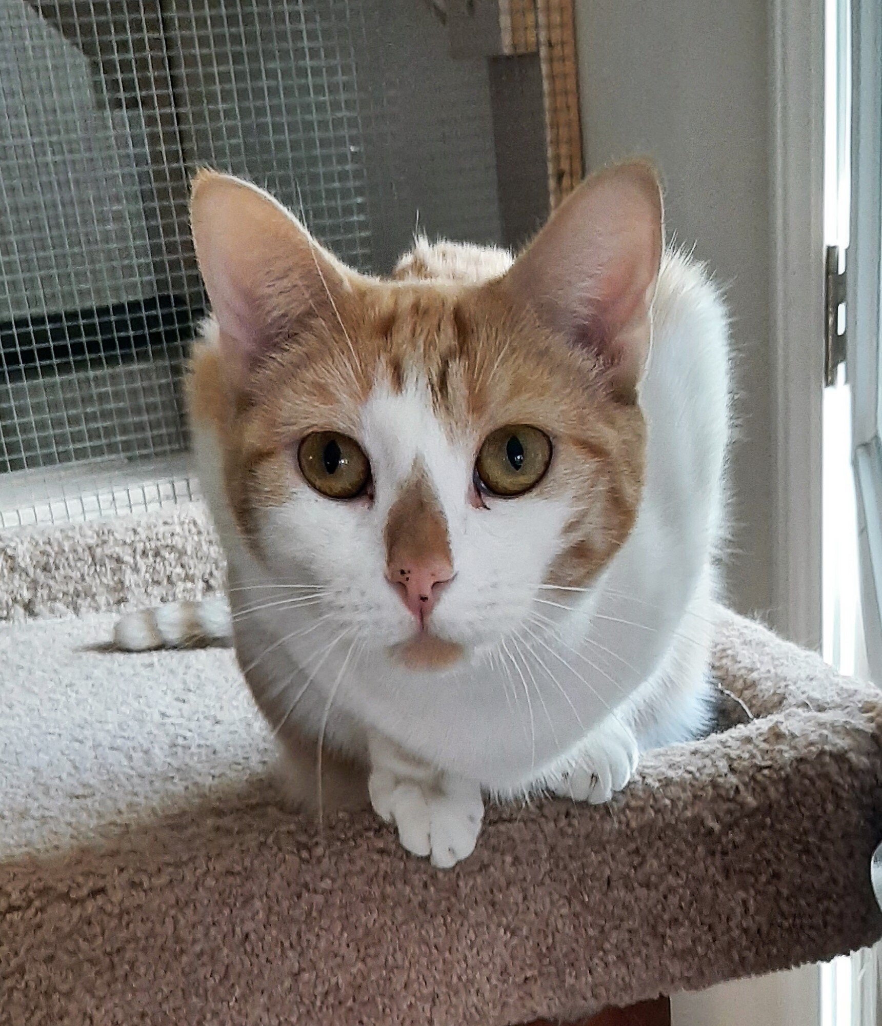 Mango and Apricot, (not bonded), a Adoptable mixed breed in Prescott, AZ image 2/4