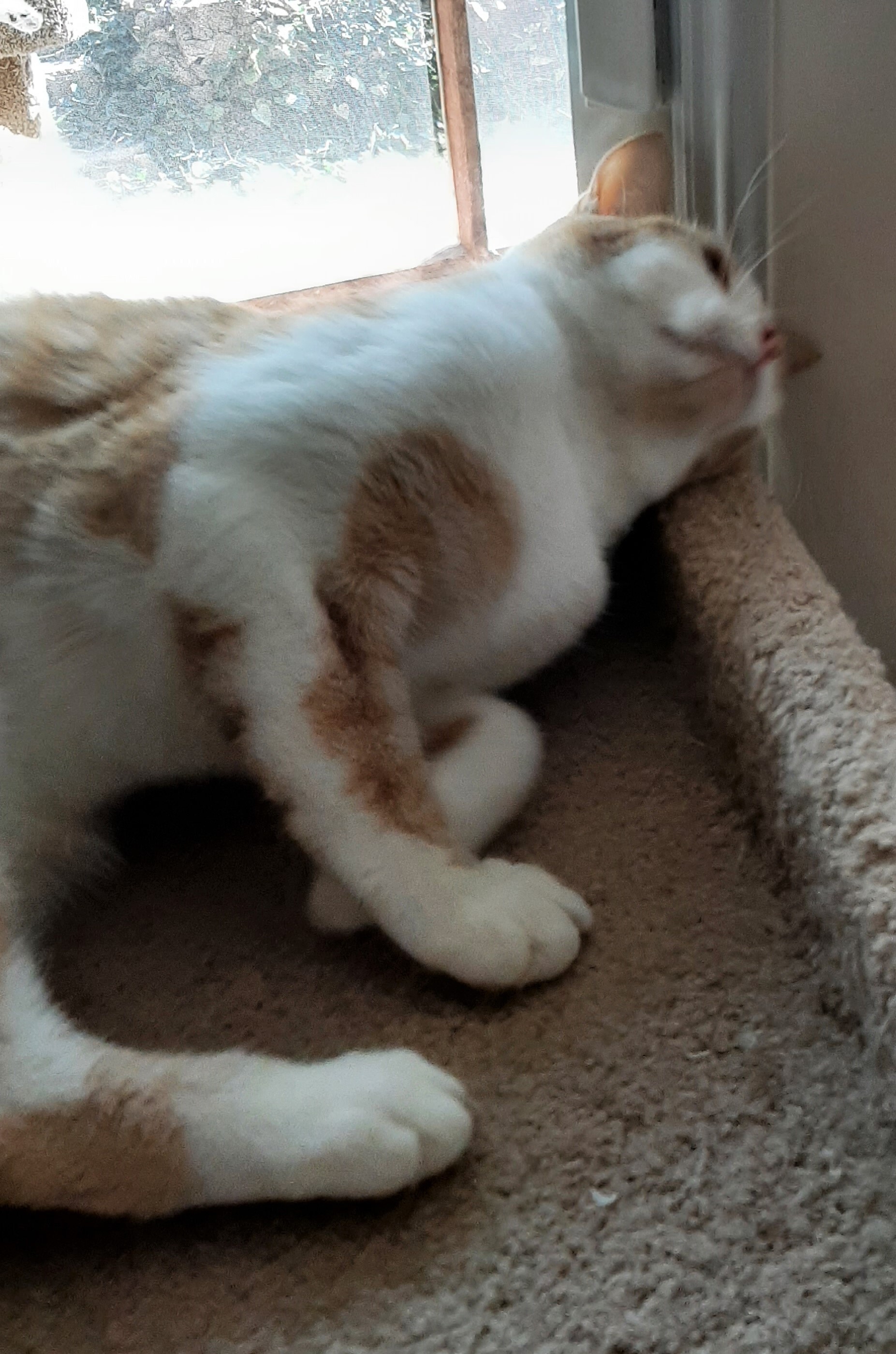 Mango and Apricot, (not bonded), a Adoptable mixed breed in Prescott, AZ image 3/4