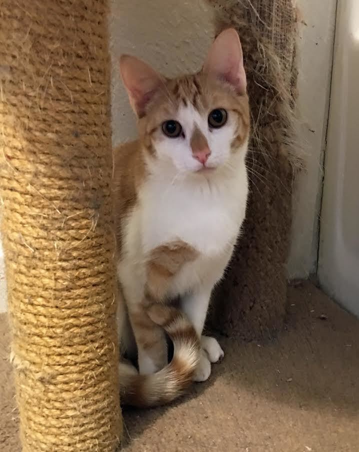 Mango and Apricot, (not bonded), a Adoptable mixed breed in Prescott, AZ image 4/4