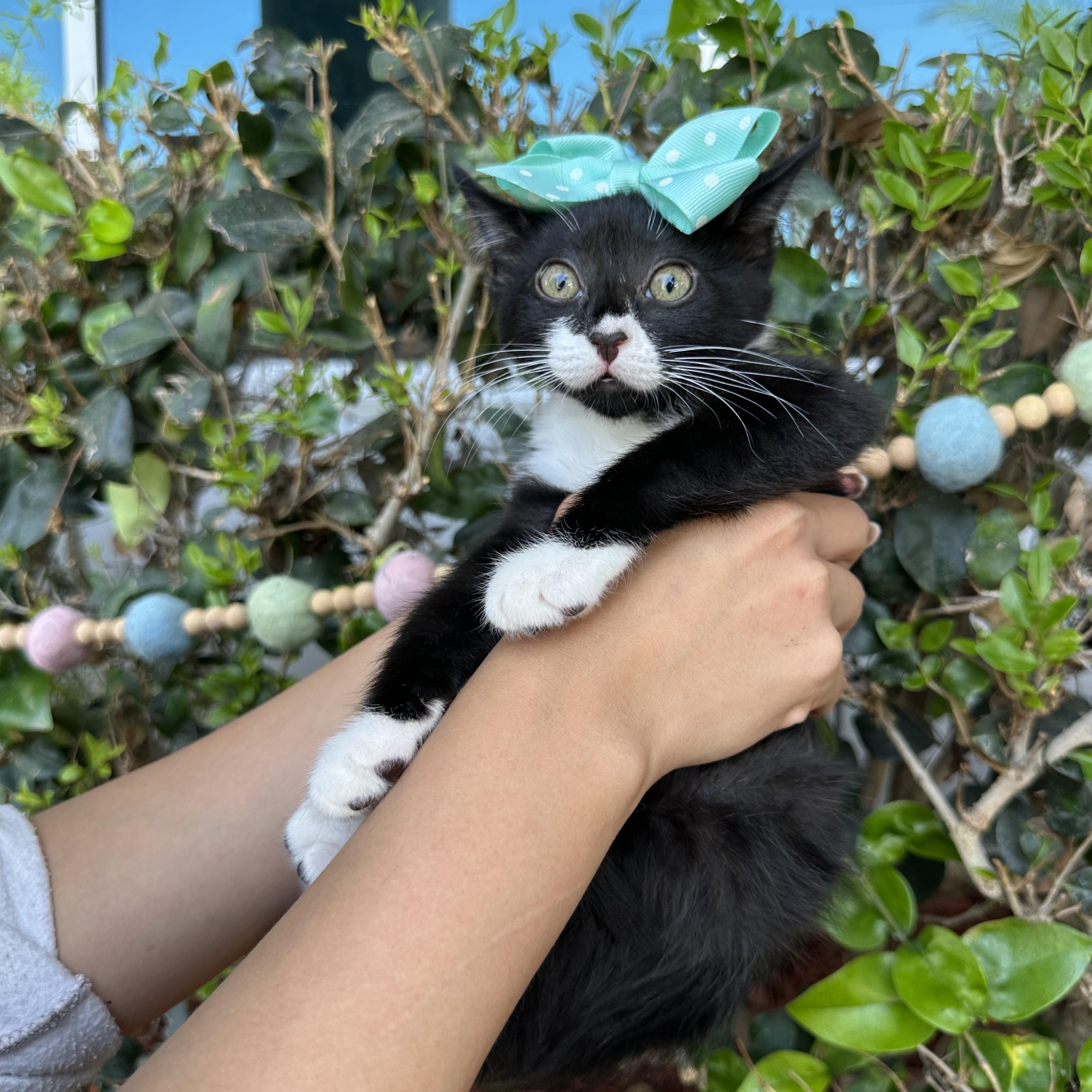 PENNY, a ADOPTABLE Tuxedo in South El Monte, CA image 2/2