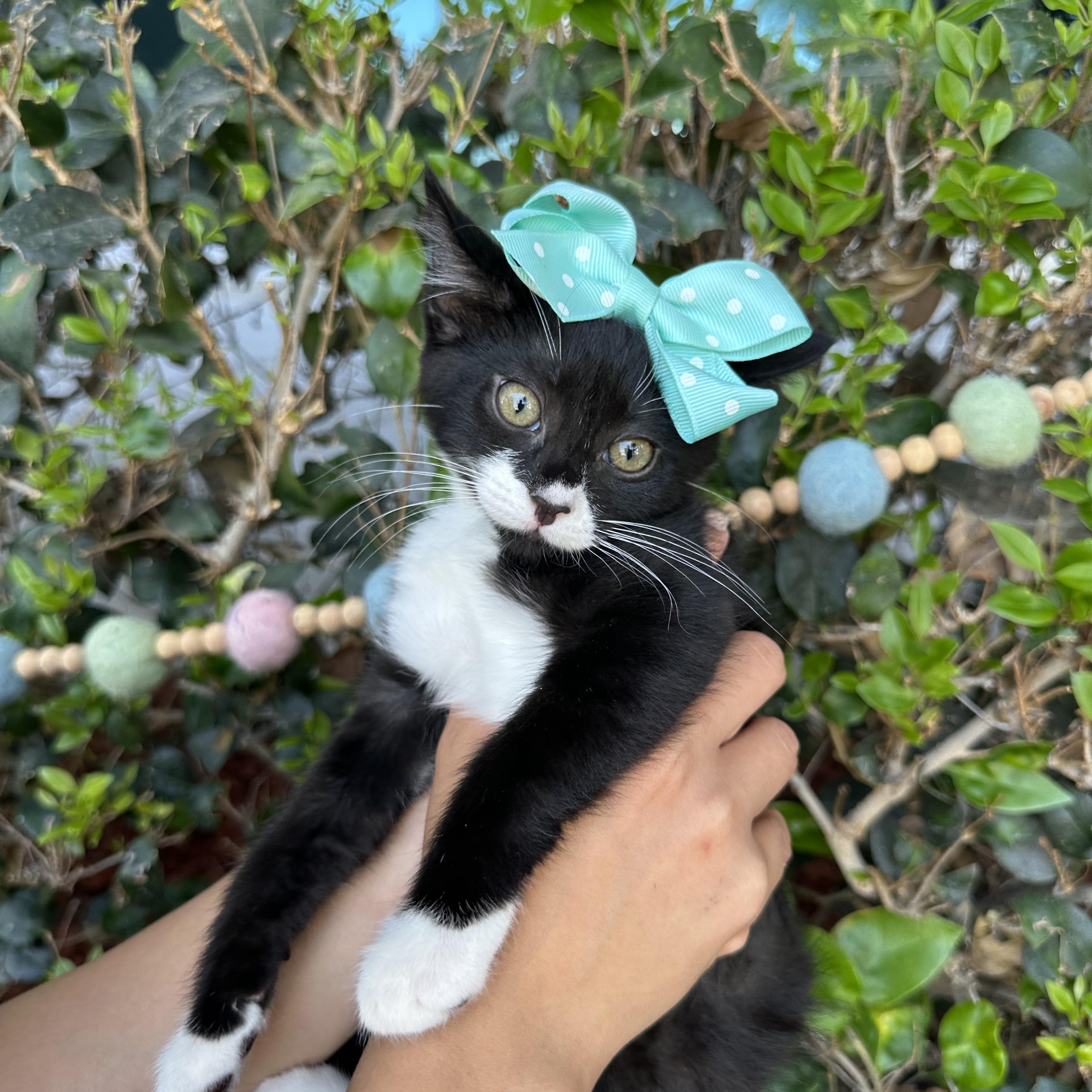 PENNY, ADOPTABLE, Kitten Female Tuxedo.
