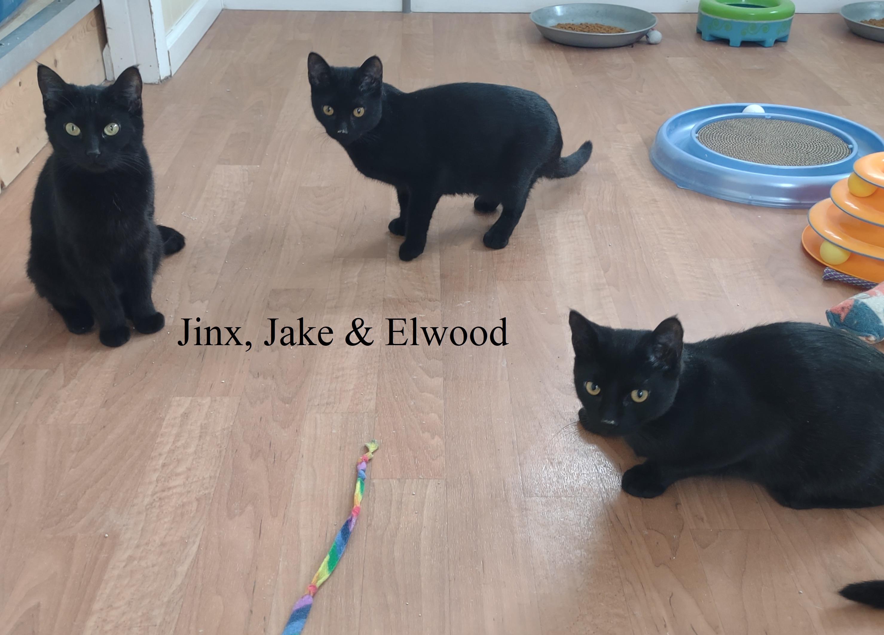 Elwood Mews thumbnail 2