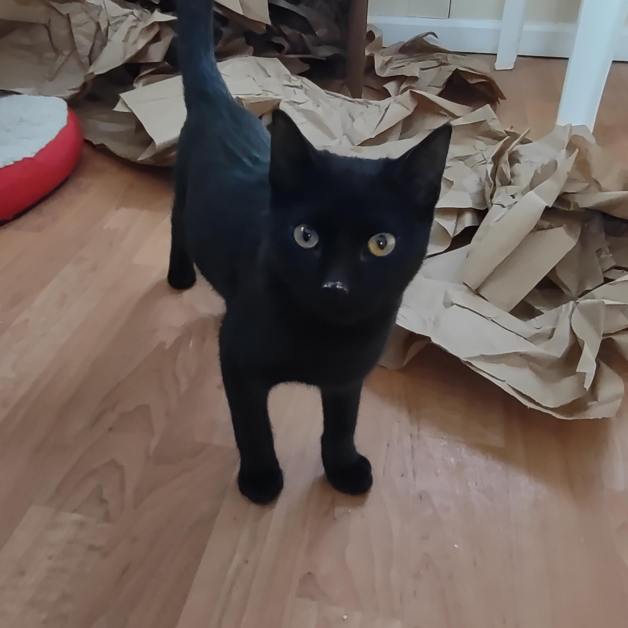 Elwood Mews thumbnail 3