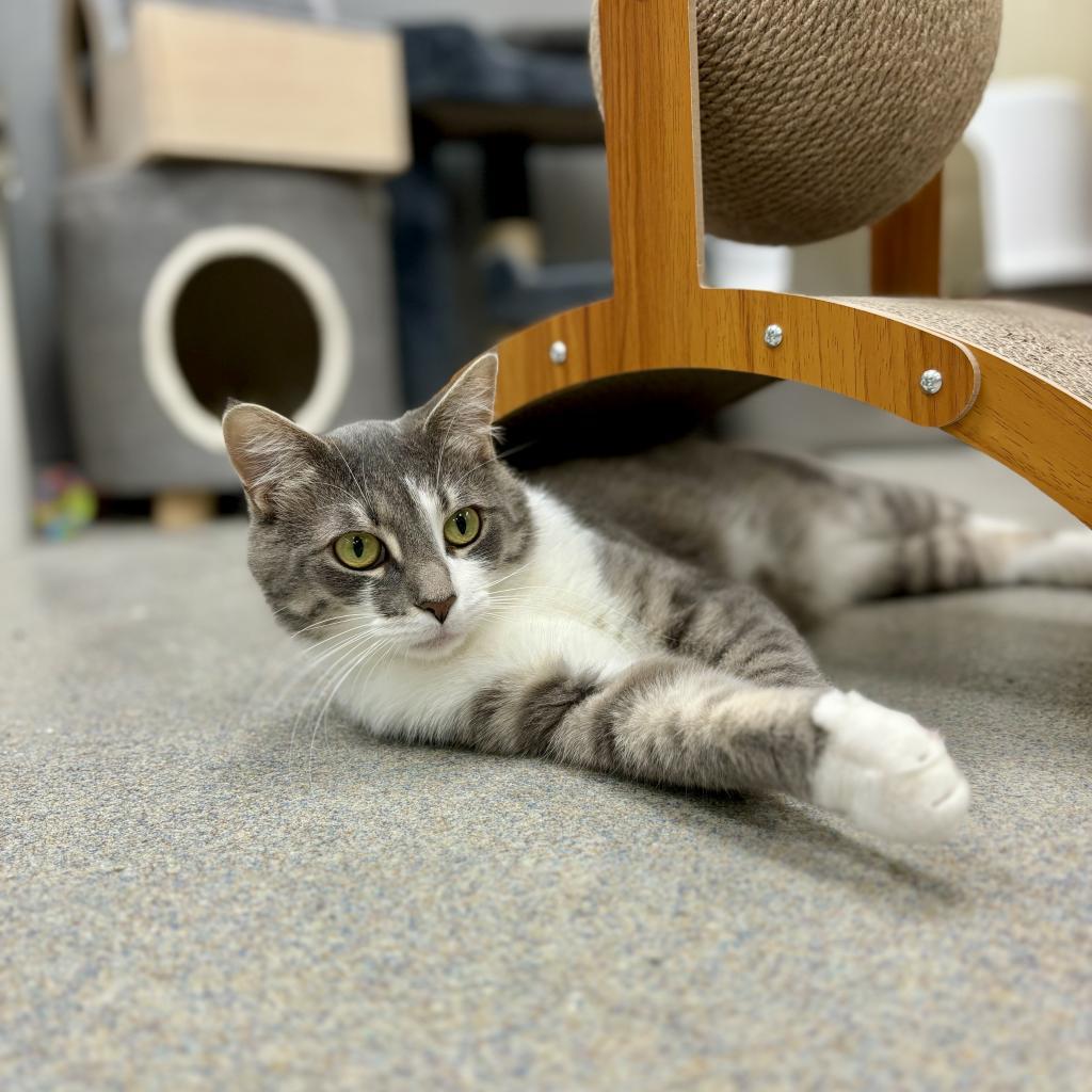 Bob (bonded w/ Billie)