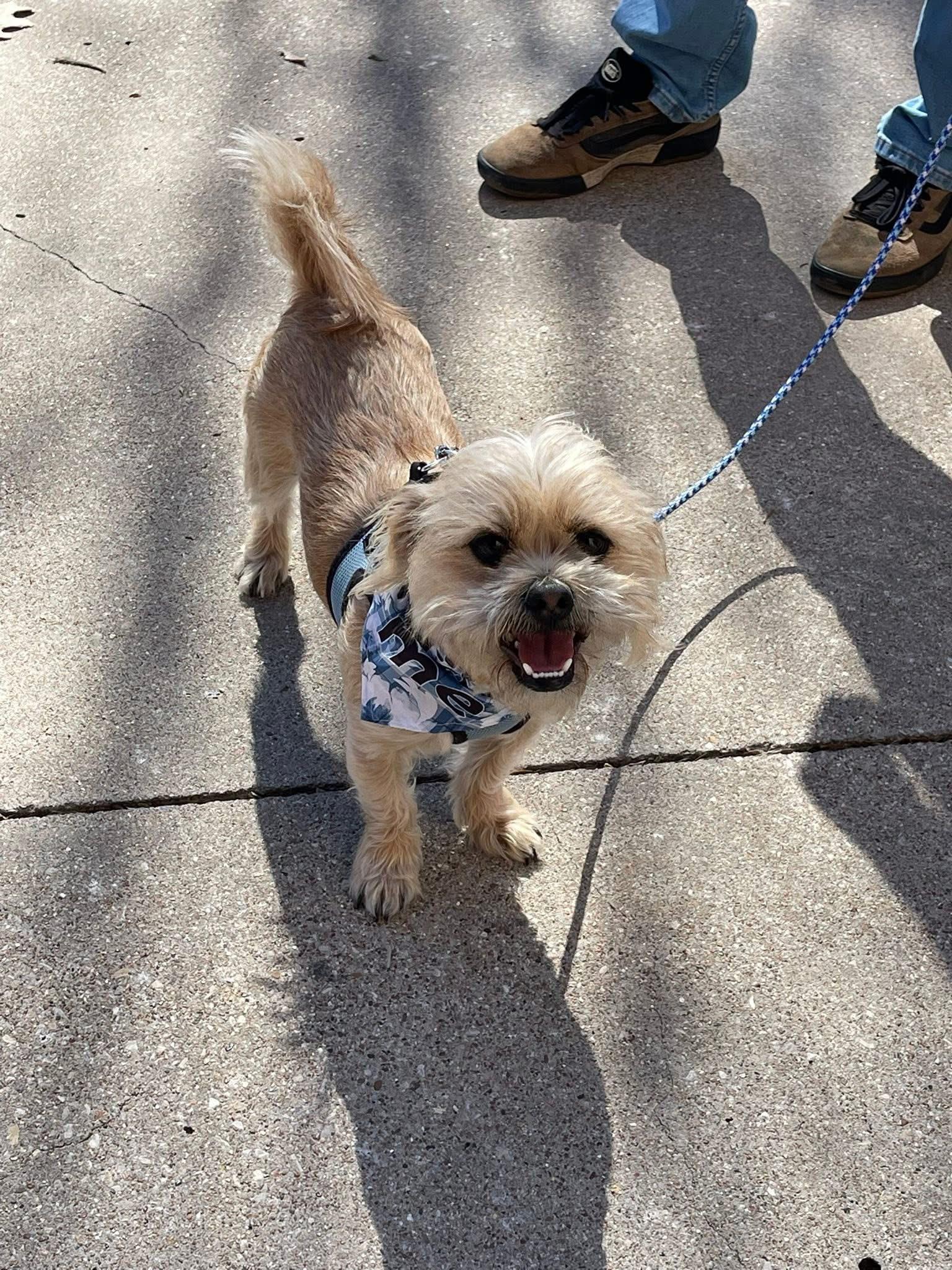 Enlarge Jagger, an adopted mixed breed in Coppell, TX image 2/4