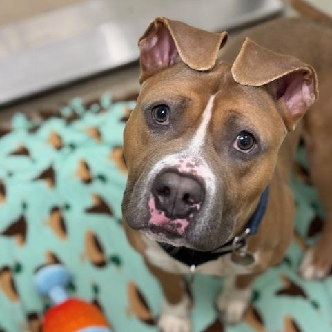 Enlarge Fergus, a Adoptable mixed breed in Brookfield, WI image 1/6