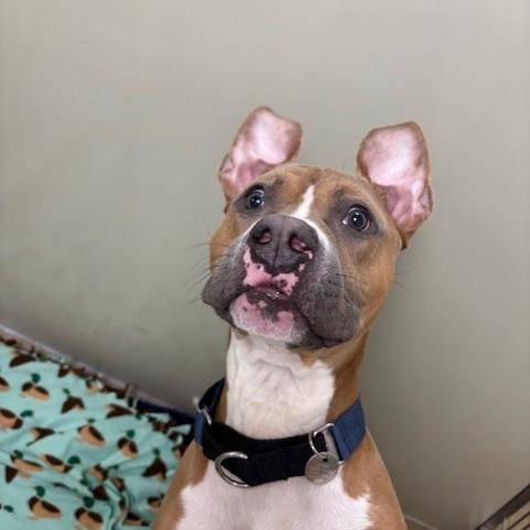 Enlarge Fergus, a Adoptable mixed breed in Brookfield, WI image 2/6