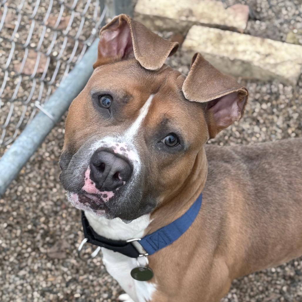 Enlarge Fergus, a Adoptable mixed breed in Brookfield, WI image 3/6