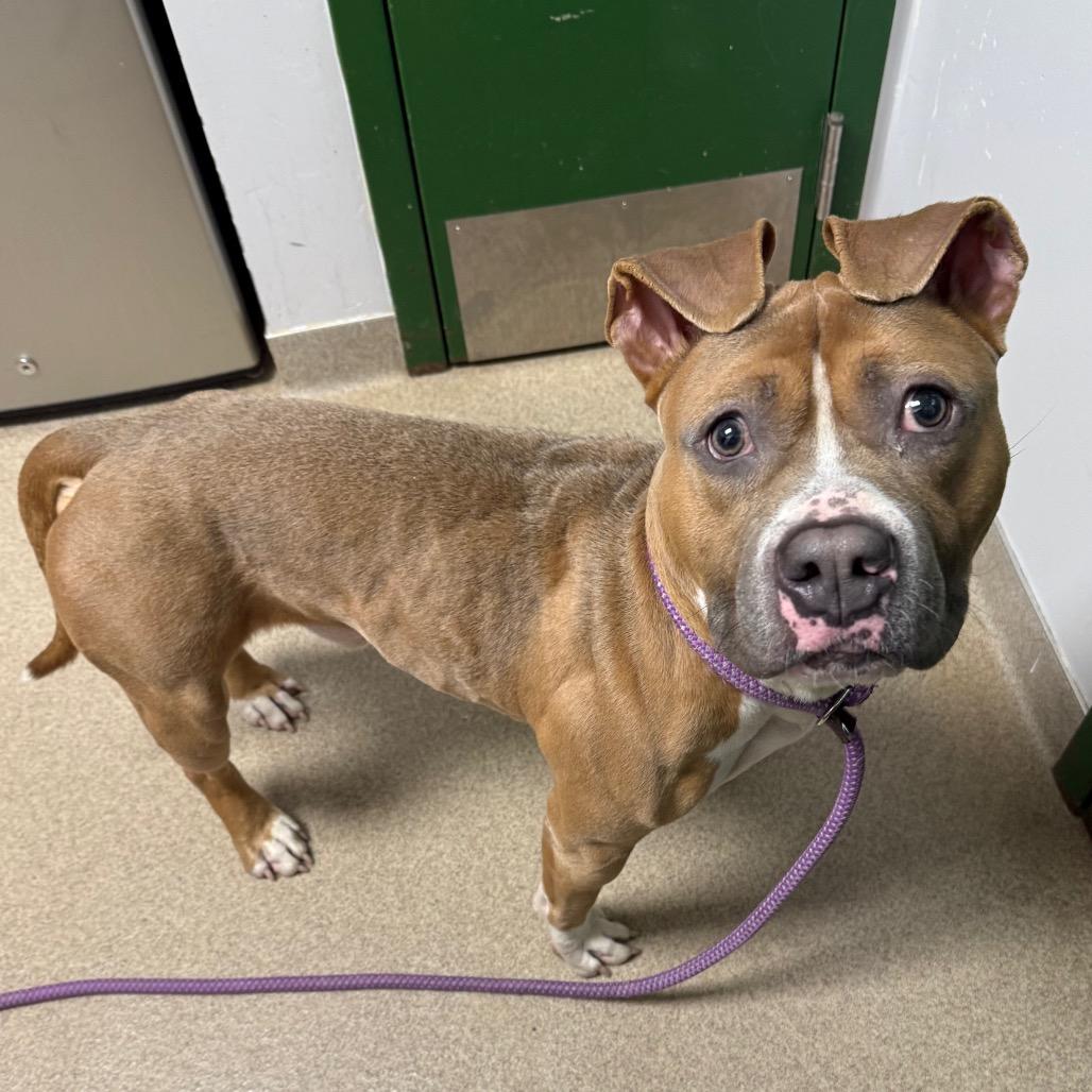 Enlarge Fergus, a Adoptable mixed breed in Brookfield, WI image 4/6