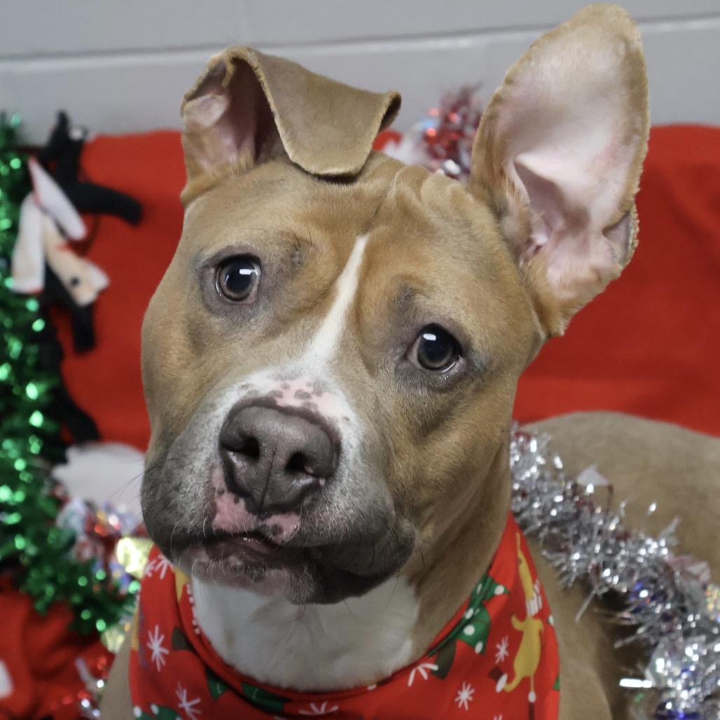 Enlarge Fergus, a Adoptable mixed breed in Brookfield, WI image 5/6