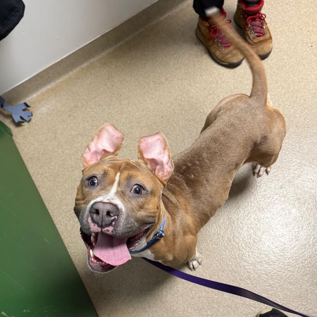 Enlarge Fergus, a Adoptable mixed breed in Brookfield, WI image 6/6