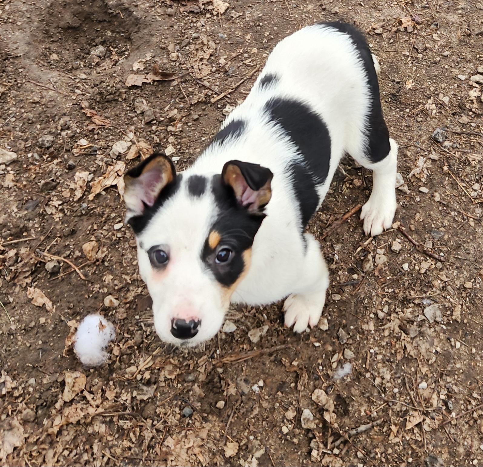 Trixie, ADOPTABLE, Puppy Female Australian Shepherd & Australian Cattle Dog / Blue Heeler.