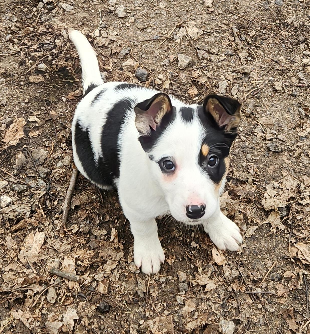 Enlarge Trixie, a ADOPTABLE mixed breed in Liberty Center, OH image 6/6